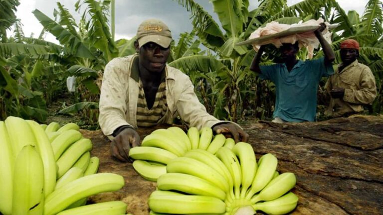 Deportación masiva de haitianos compromete agricultura en Dominicana