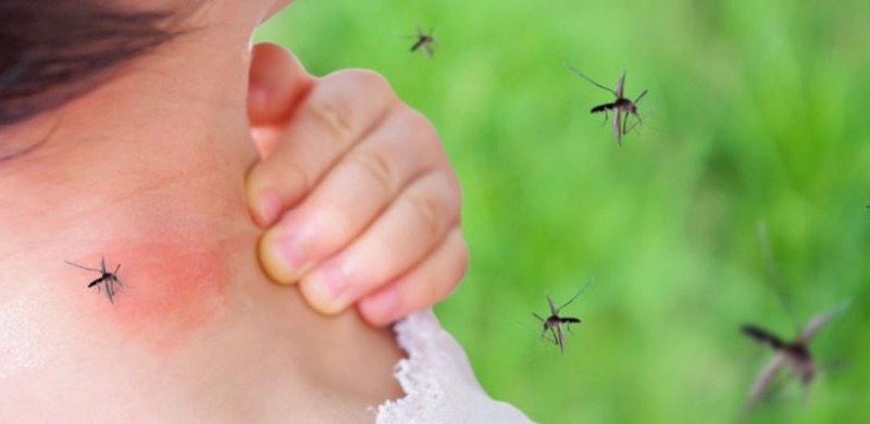 La Sombra Ancestral: La Malaria&hellip;